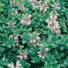 Lamium maculatum 'Shell Pink'