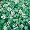 Lamium maculatum 'White Nancy'