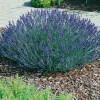 Lavandula angustifolia 'Nana Compacta'