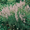 Lavandula angustifolia 'Rosea'