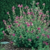 Lavatera Ibrido Burgundy® 'Catbri' ('Burgundy Wine')