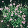 Lavatera Ibrido 'Candy Floss'