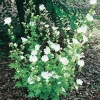 Lavatera Ibrido 'Ice Cool'