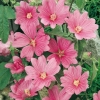 Lavatera Ibrido 'Rosea'