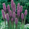 Liatris spicata 'Floristan Violett'