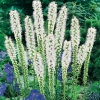 Liatris spicata 'Floristan Weiss'