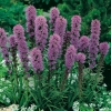 Liatris spicata 'Kobold'