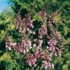 Linaria purpurea 'Canon J. Went'