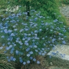 Linum perenne 'Saphir'