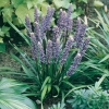 Liriope muscari 'Majestic'