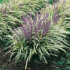 Liriope muscari 'Variegata'