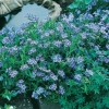 Lithodora diffusa 'Star'