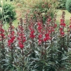 Lobelia fulgens 'Queen Victoria'