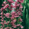 Lobelia x speciosa 'Pink Flamingo'