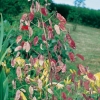 Lunaria rediviva con frutti