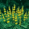 Lupinus arboreus