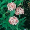 Lychnis chalcedonica 'Morgenrot'