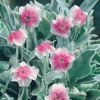 Lychnis coronaria 'Oculata' dettaglio