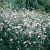 Lychnis coronaria 'Oculata'