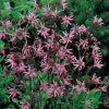 Lychnis flos-cuculi dettaglio