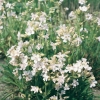 Lychnis viscaria 'Alba'