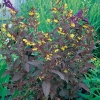 Lysimachia ciliata 'Firecracker'