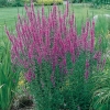 Lythrum salicaria 'Feuerkerze'