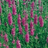 Lythrum salicaria 'Robert'