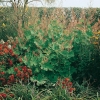 Macleaya microcarpa 'Kelway's Coral Plume'