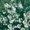 Malva moschata 'Alba'