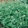 Nepeta x faassenii 'Snowflake'