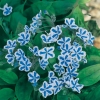 Omphalodes cappadocica 'Starry Eyes'