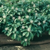 Pachysandra terminalis