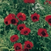 Papaver orientale 'Beauty of Livermere'