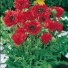 Papaver orientale 'Curlilocks'