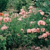 Papaver orientale 'Helen Elizabeth'