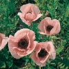 Papaver orientale 'Helen Elizabeth' dettaglio