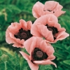 Papaver orientale 'Mrs Perry'