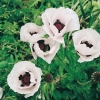 Papaver orientale 'Perry's White'