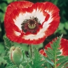 Papaver orientale 'Pecotee'