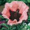 Papaver orientale 'Prinzessin Viktoria Louise'