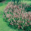 Persicaria affinis 'Superbum'