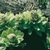 Petasites japonicus 'Giganteus' fiori