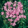 Phlox carolina 'Bill Baker'