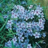 Phlox divaricata 'Chattahoochee'