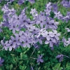 Phlox stolonifera 'Blue Ridge'