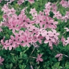 Phlox stolonifera 'Pink Ridge'