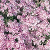 Phlox subulata 'Candy Stripes' dettagllio