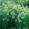 Physostegia virginiana 'Alba'