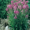 Physostegia virginiana 'Bouquet Rose'